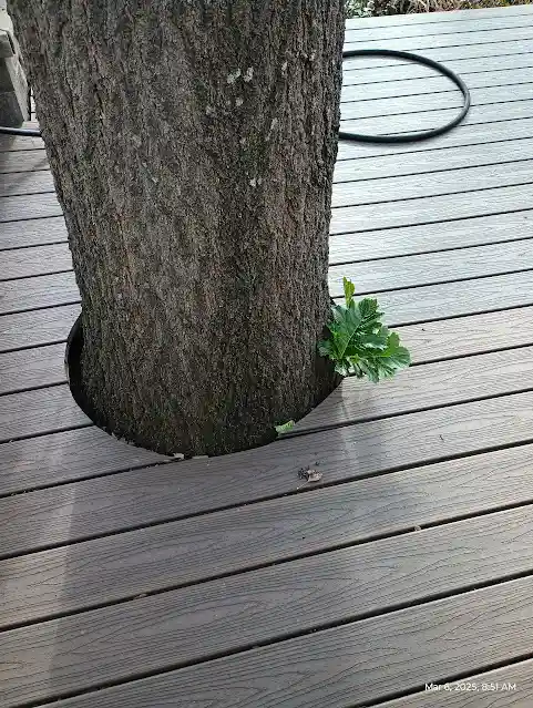 Deck repair after